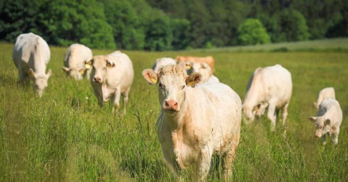 Pubblicato il bando a favore degli allevatori di bovini da latte